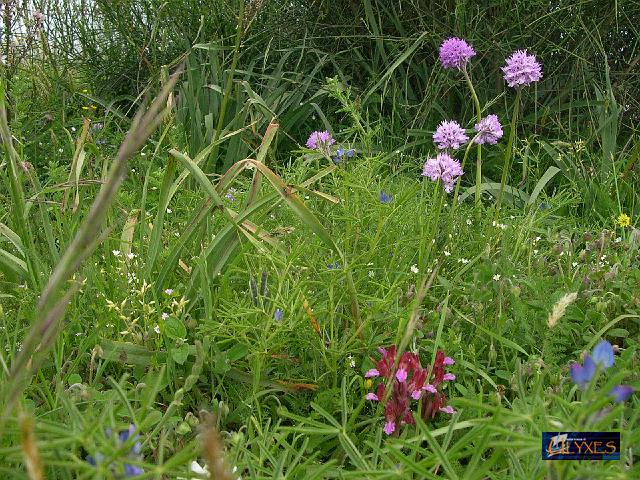 orchidee tridentate e a farfalla (sotto).JPG